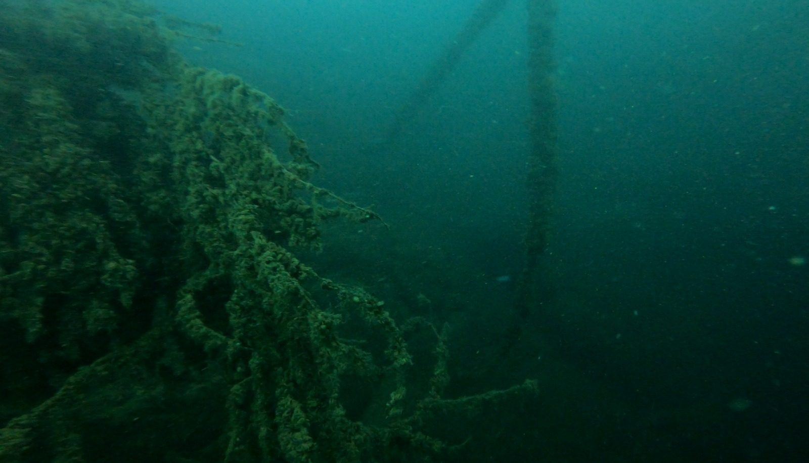 Bewachsenes Wrack