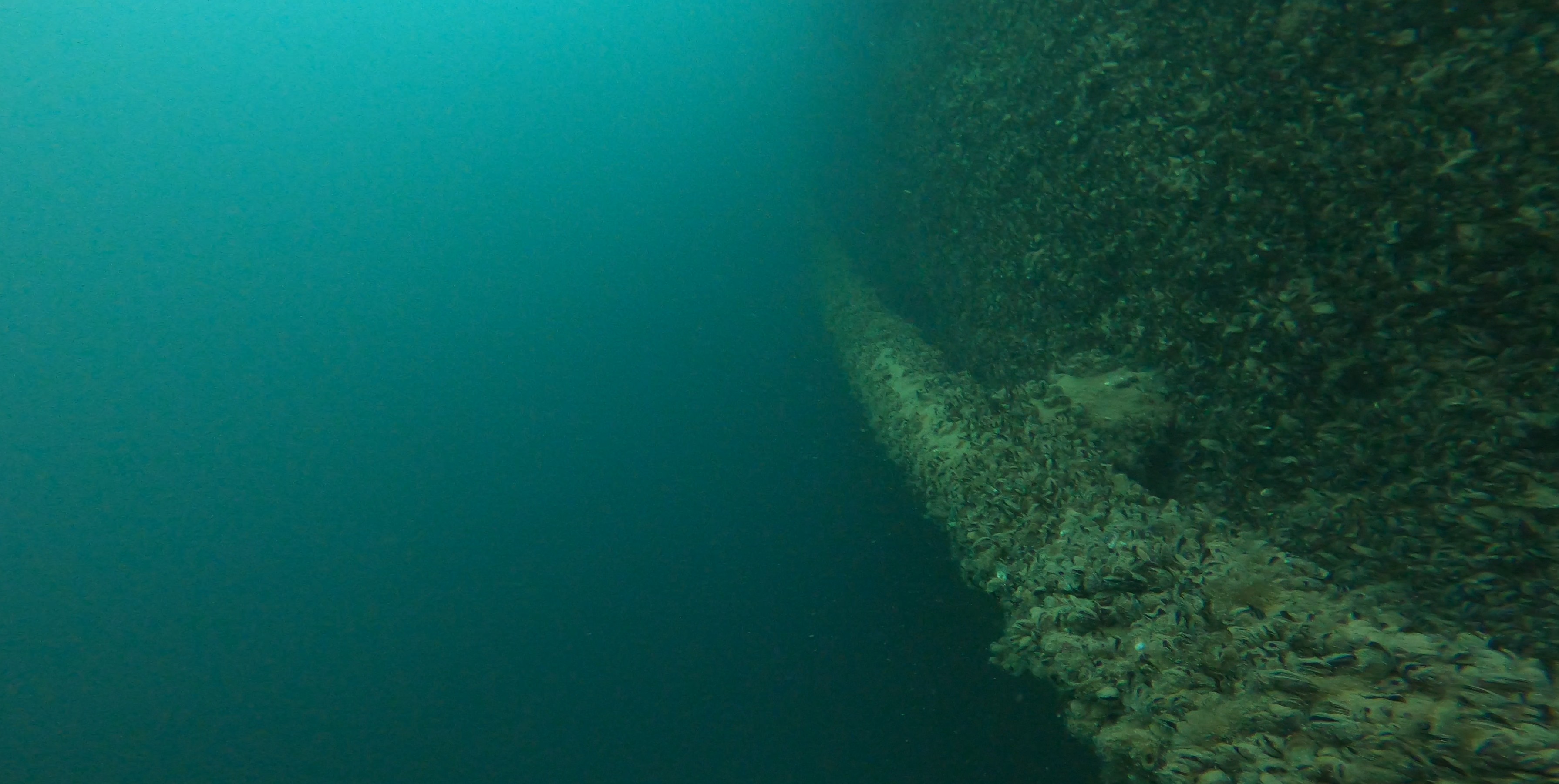 Muschelbewuchs auf Wasserleitung